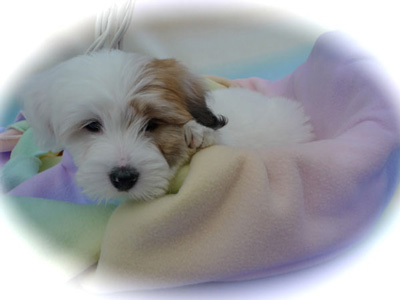 website2male8weeksolda1