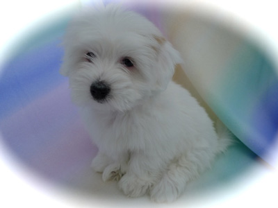 websitefemale8weeksoldc1