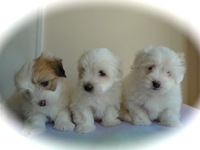 websitegiddyxouzopuppies6weeksold1a