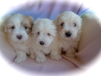 websitegiddyxouzopuppies6weeksold1b