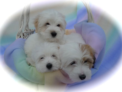 websitepuppies8weeksoldb1