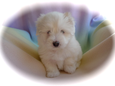 websitepuppygirl6weeksold1a