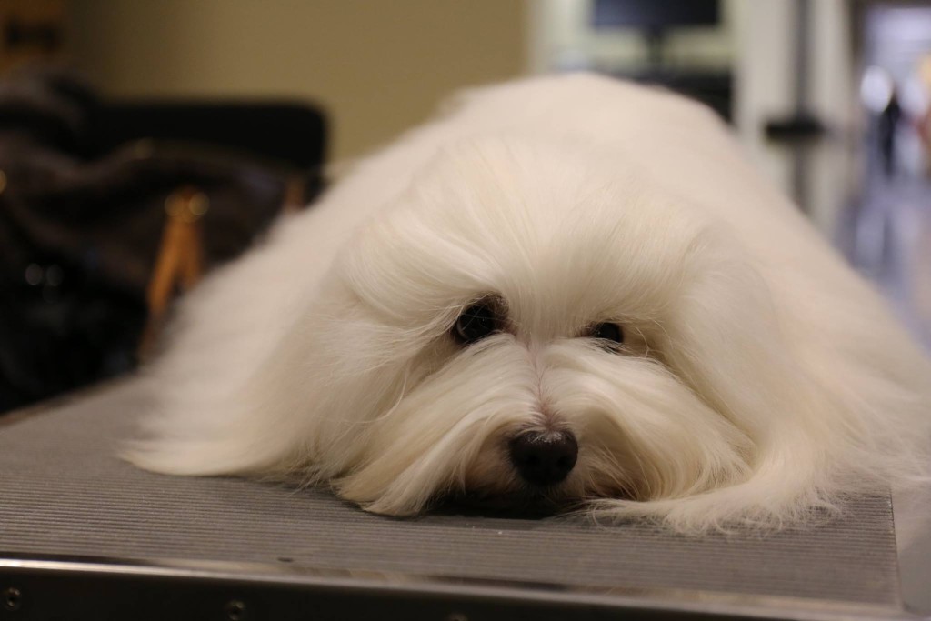 10995906_10204272713590993_1475974619546930927_o