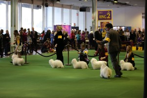 1622545_10204310901065656_7787275101207314781_o