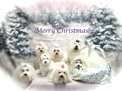 Coton Christmas 