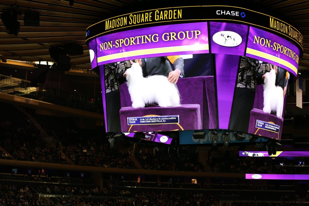 Burberry the FIRST Coton de Tulear to win the 139th Westminster Dog Show!!! Just Incredible Cotons