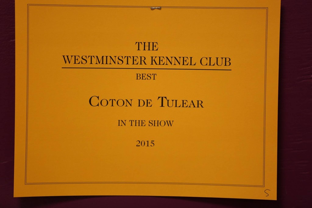 Burberry the FIRST Coton de Tulear to win the 139th Westminster Dog Show!!! Just Incredible Cotons
