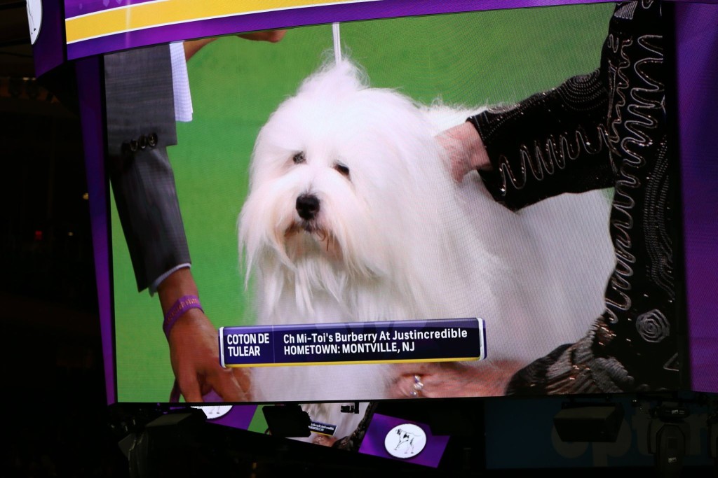 Burberry the FIRST Coton de Tulear to win the 139th Westminster Dog Show!!! Just Incredible Cotons